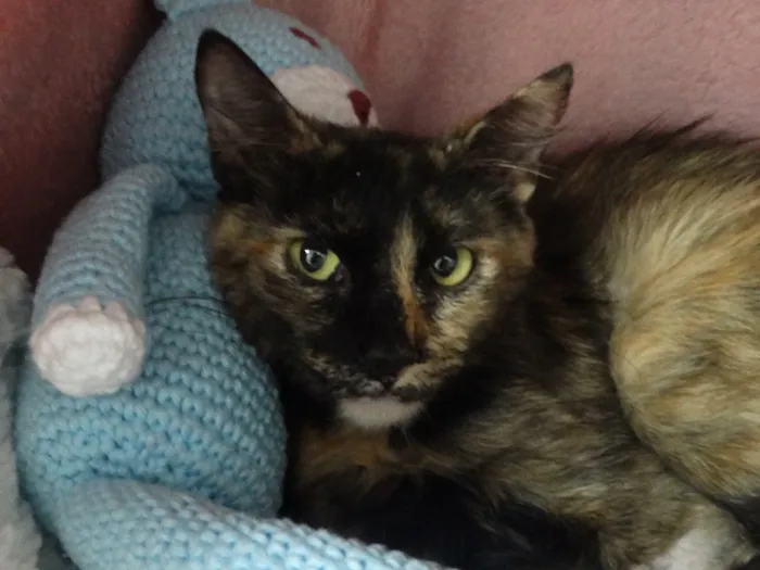 Gato ra a SRD idade 2 a 6 meses nome CARMELA