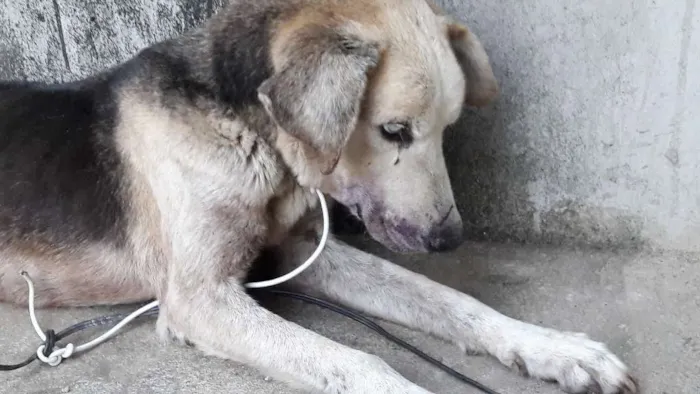 Cachorro ra a Vira lata idade 6 ou mais anos nome Coração valente