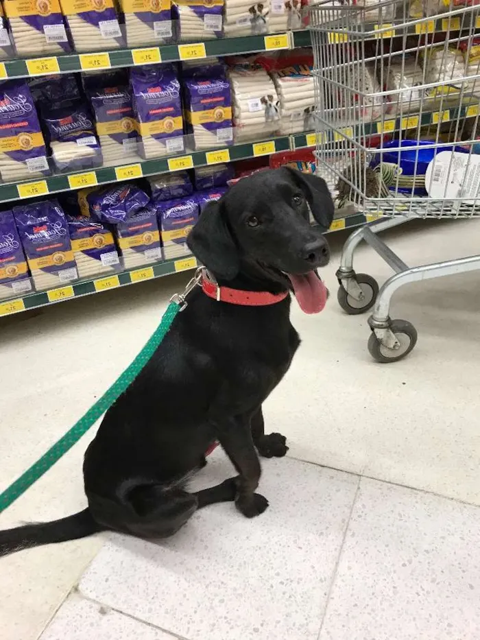 Cachorro ra a  idade 7 a 11 meses nome Não sabemos