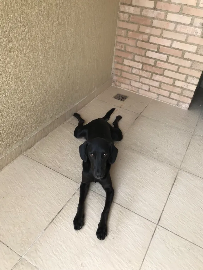 Cachorro ra a  idade 7 a 11 meses nome Não sabemos