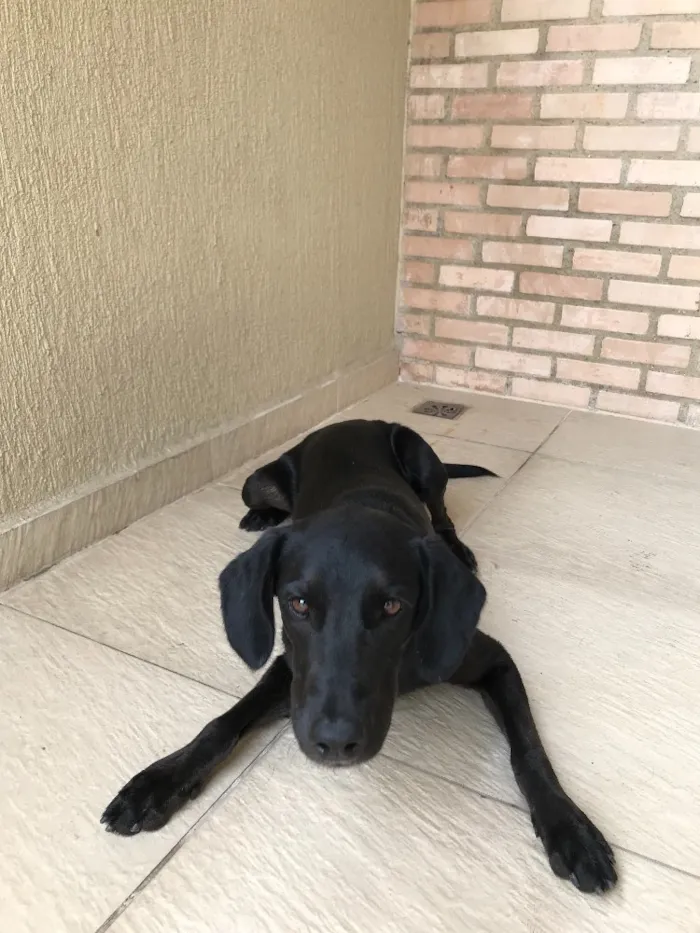 Cachorro ra a  idade 7 a 11 meses nome Não sabemos