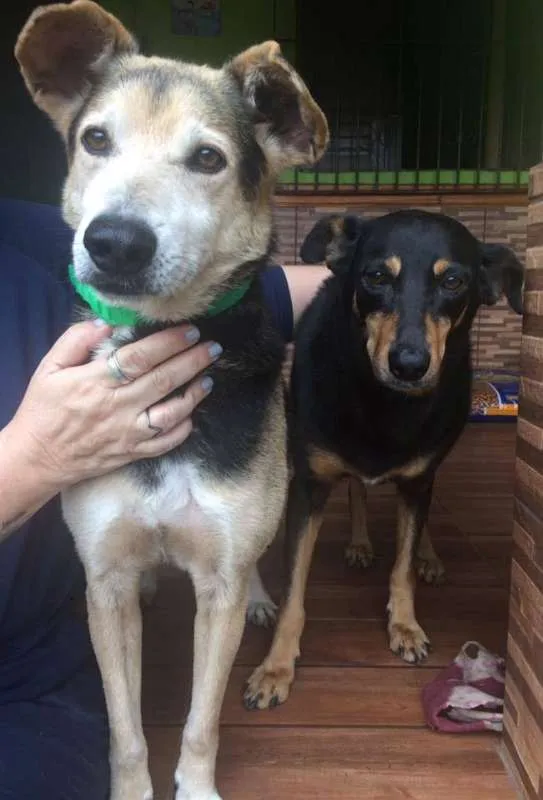 Cachorro ra a  idade 6 ou mais anos nome Caramelo & Pretinha
