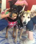 Caramelo & Pretinha