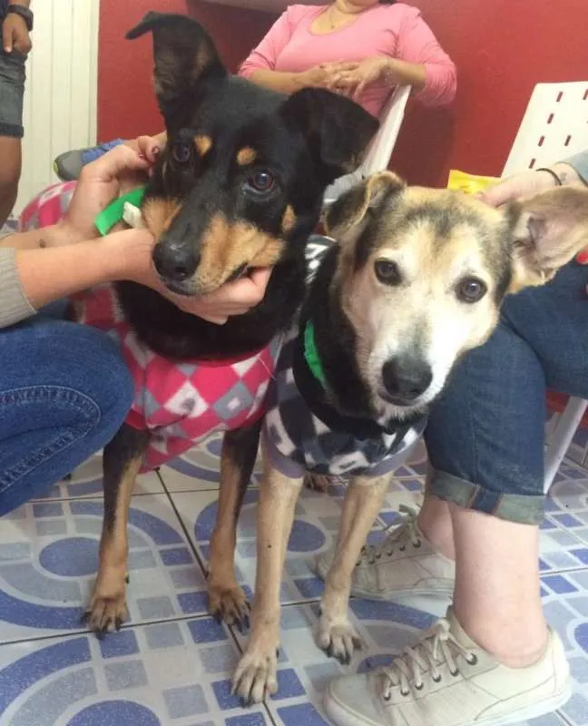 Cachorro ra a  idade 6 ou mais anos nome Caramelo & Pretinha