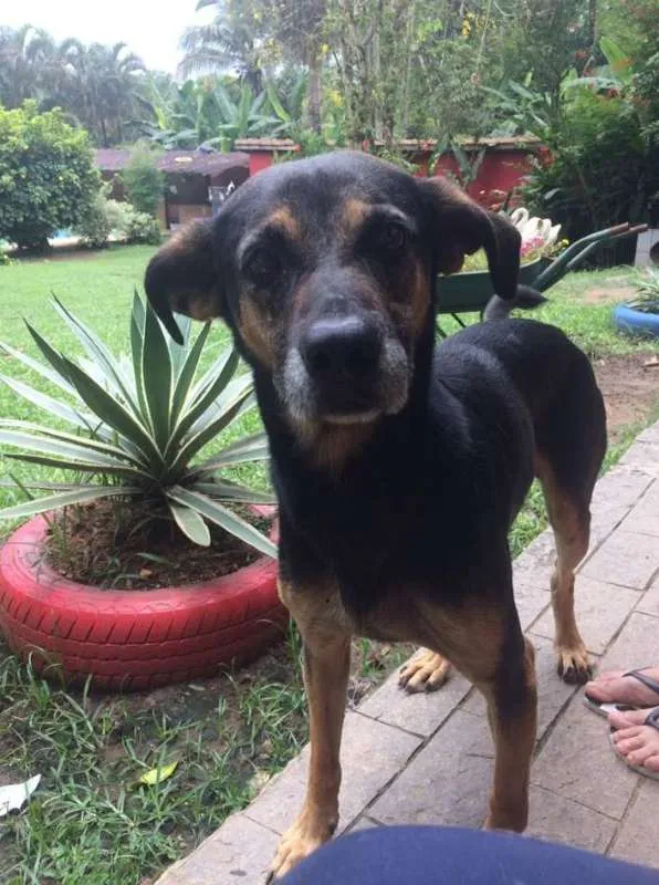 Cachorro ra a  idade 6 ou mais anos nome Beto