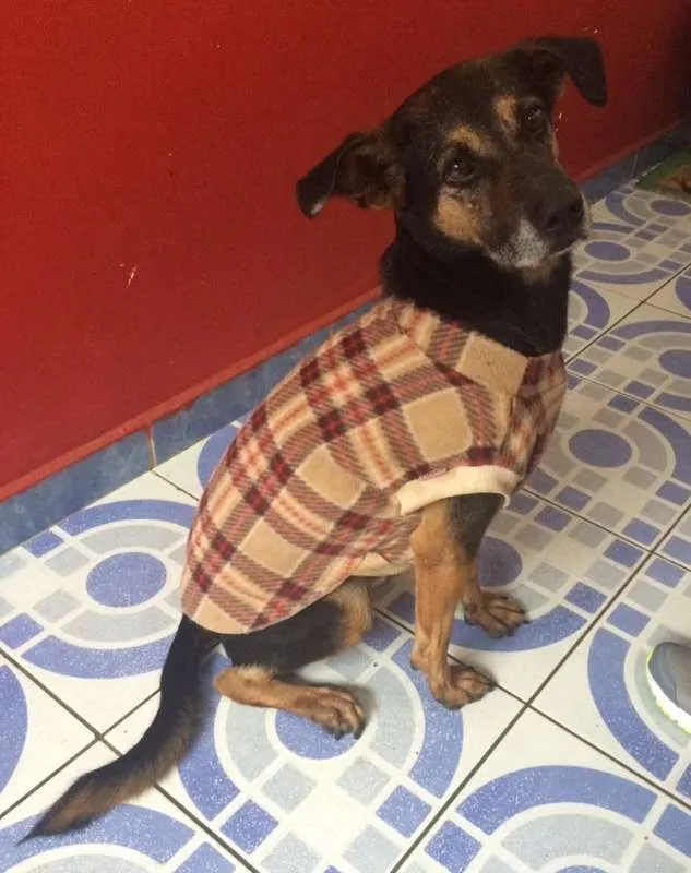 Cachorro ra a  idade 6 ou mais anos nome Beto