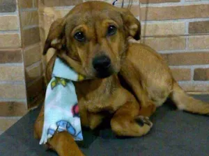 Cachorro raça Srd idade Abaixo de 2 meses nome Bob
