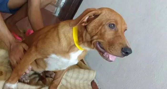 Cachorro ra a SRD idade Abaixo de 2 meses nome Marley
