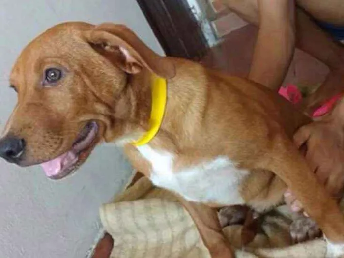 Cachorro ra a SRD idade Abaixo de 2 meses nome Marley
