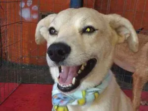 Cachorro raça Srd idade 5 anos nome Francisco