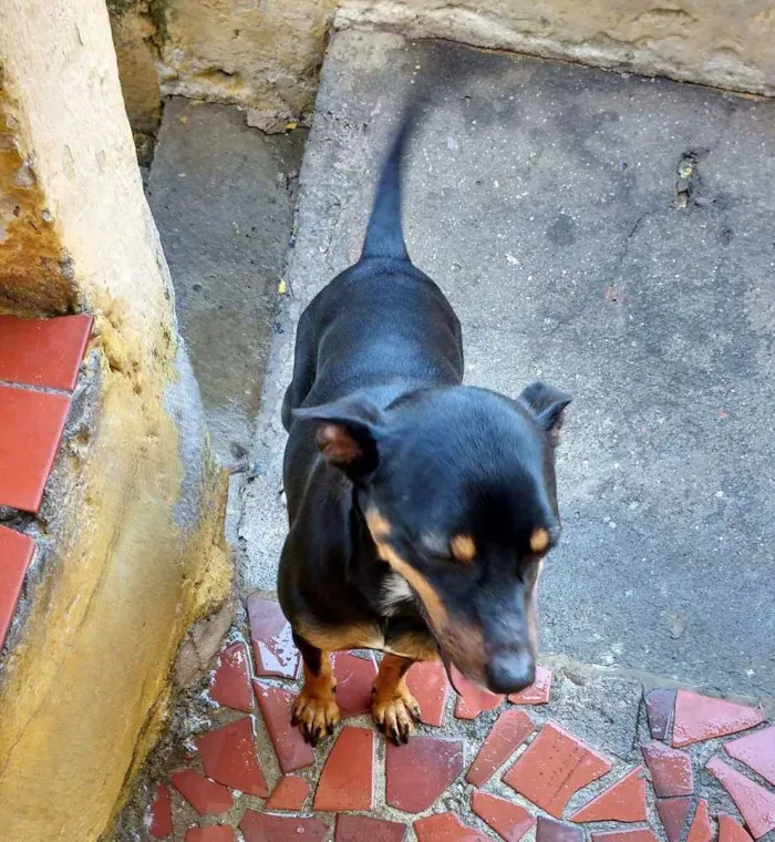 Cachorro ra a Srd idade 3 anos nome Nina