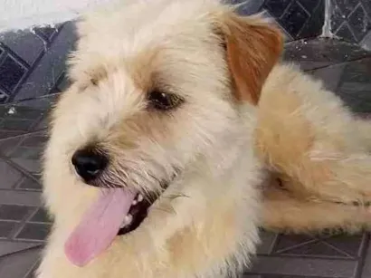 Cachorro raça Sem raça definida  idade 1 ano nome Koda