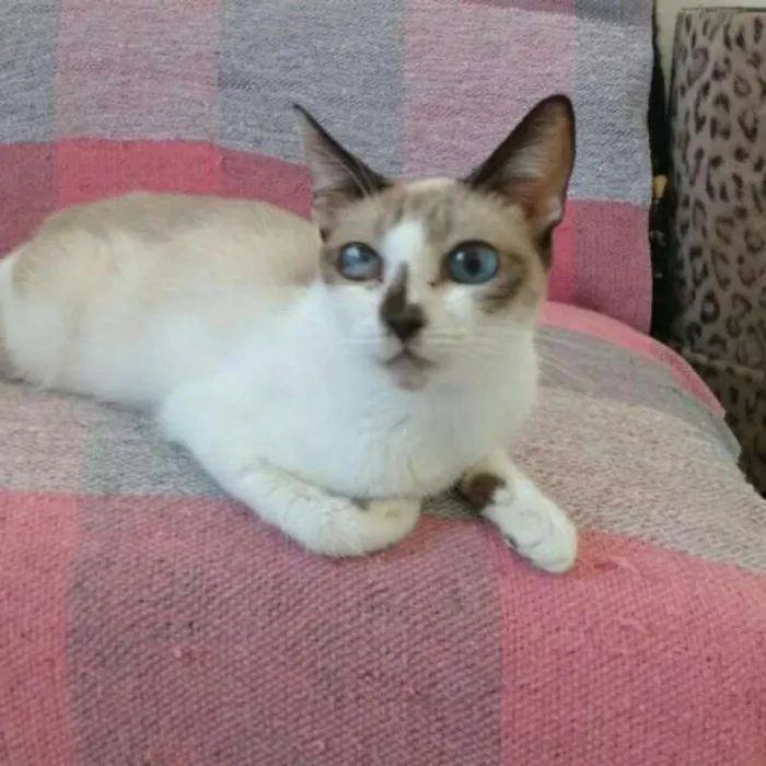 Gato ra a  idade 3 anos nome Cereja