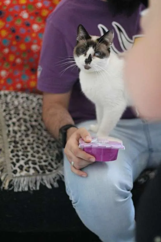 Gato ra a  idade 3 anos nome Cereja
