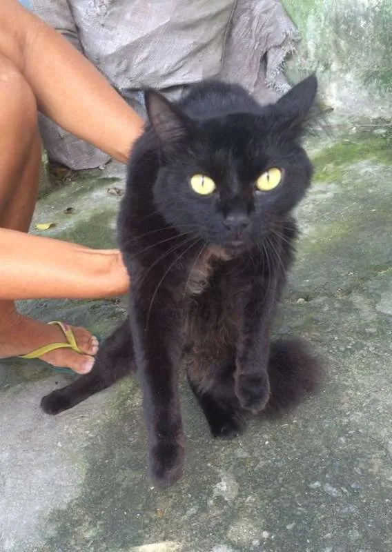 Gato ra a  idade 2 anos nome Júnior
