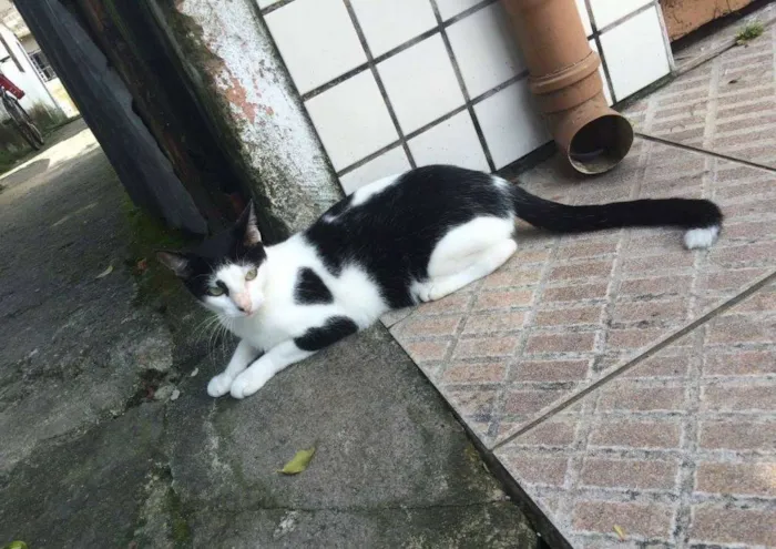 Gato ra a  idade 2 anos nome Júnior