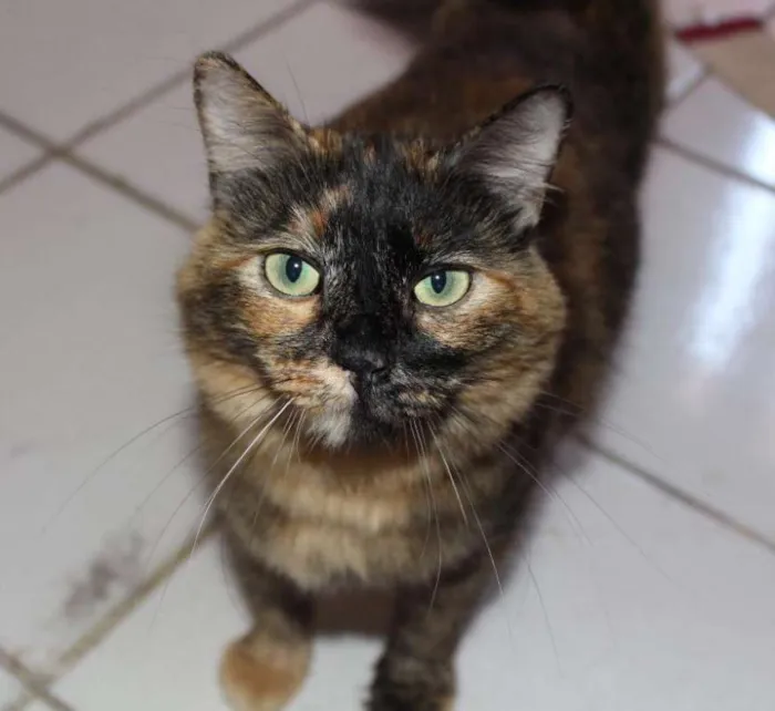 Gato ra a  idade 2 anos nome Fiona
