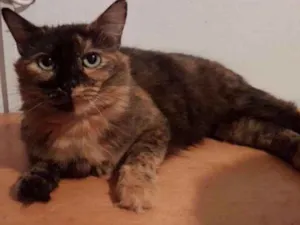 Gato raça  idade 2 anos nome Fiona