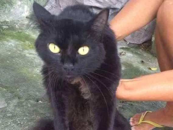 Gato ra a  idade 2 anos nome Júnior