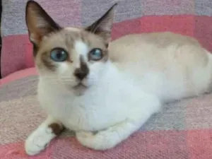Gato raça  idade 3 anos nome Cereja