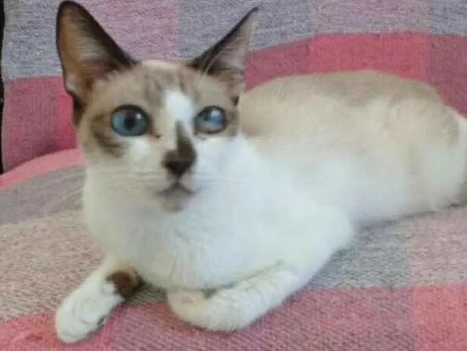 Gato ra a  idade 3 anos nome Cereja