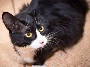 Gato raça  idade 7 a 11 meses nome Amanda