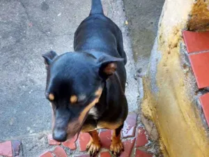 Cachorro raça Srd idade 3 anos nome Nina