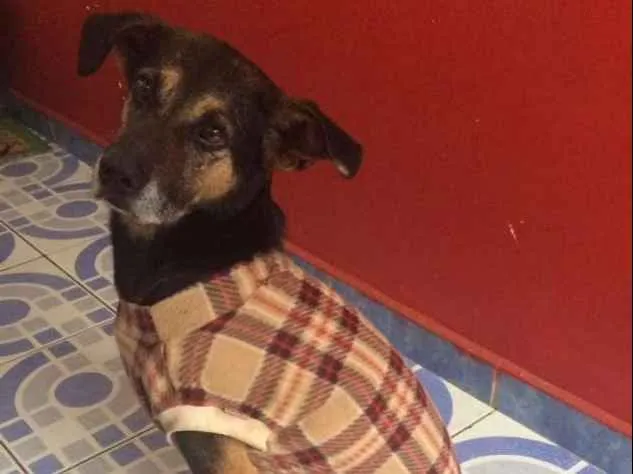 Cachorro ra a  idade 6 ou mais anos nome Beto