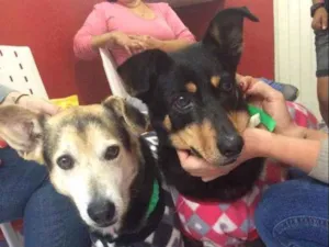 Cachorro raça  idade 6 ou mais anos nome Caramelo & Pretinha
