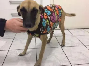 Cachorro raça  idade 3 anos nome Mel