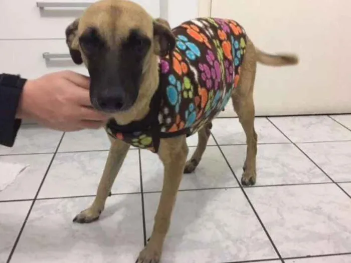 Cachorro ra a  idade 3 anos nome Mel