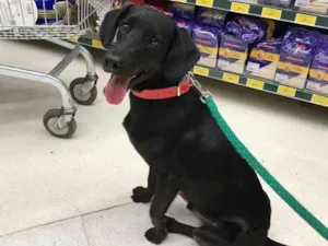 Cachorro raça  idade 7 a 11 meses nome Não sabemos