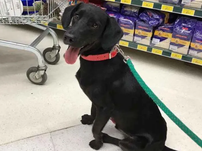 Cachorro ra a  idade 7 a 11 meses nome Não sabemos