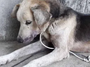 Cachorro raça Vira lata idade 6 ou mais anos nome Coração valente