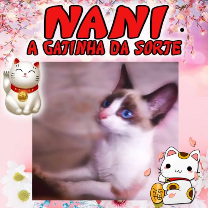 Gato ra a SRD idade 1 ano nome Nani