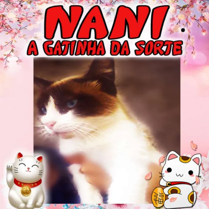 Gato ra a SRD idade 1 ano nome Nani
