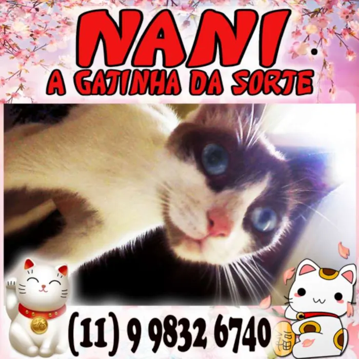 Gato ra a SRD idade 1 ano nome Nani