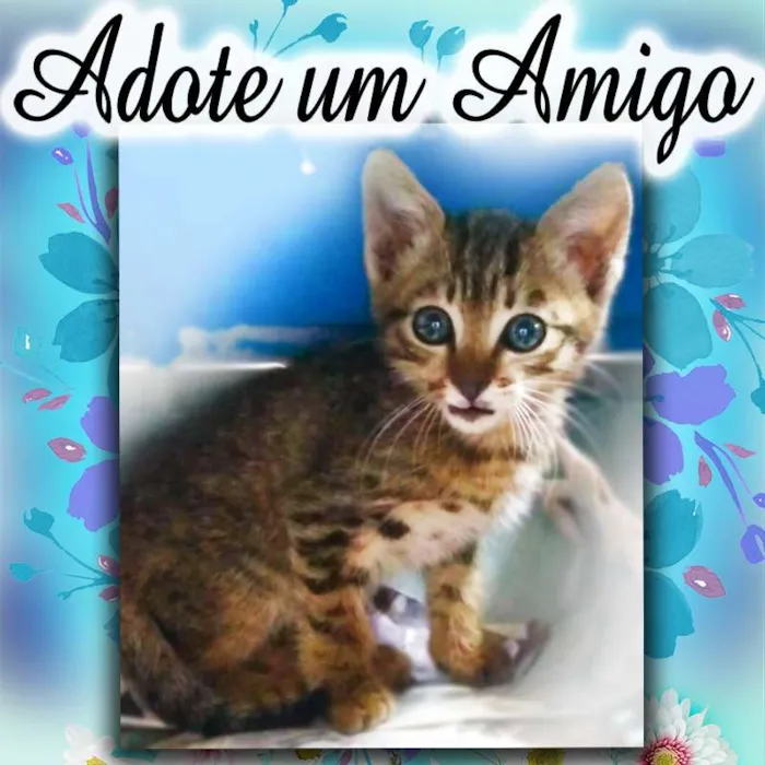 Gato ra a SRD idade 2 a 6 meses nome Fofinho
