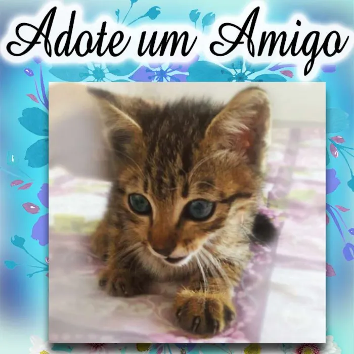 Gato ra a SRD idade 2 a 6 meses nome Fofinho