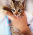 Fofinho