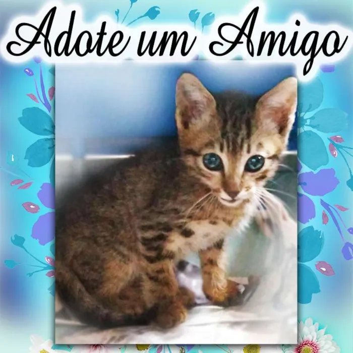 Gato ra a SRD idade 2 a 6 meses nome Fofinho