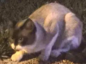 Gato raça Mestiço  idade 2 anos nome ----