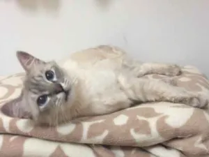Gato raça Mestiço idade 1 ano nome Lulu