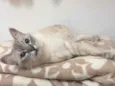 Lulu