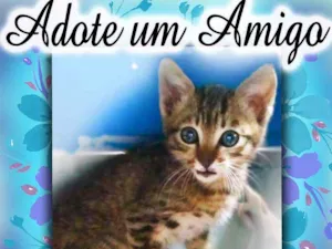 Gato raça SRD idade 2 a 6 meses nome Fofinho