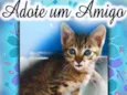 Fofinho