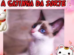 Gato raça SRD idade 1 ano nome Nani