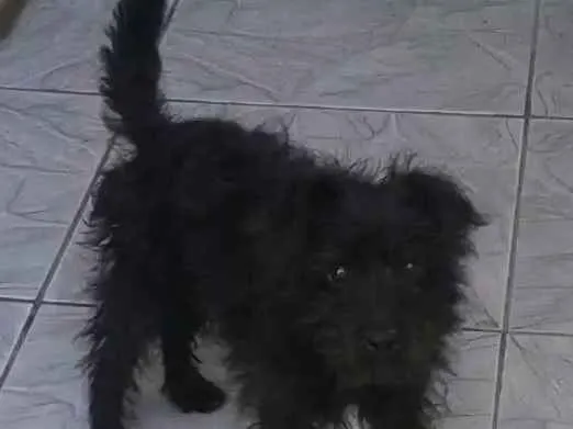 Cachorro ra a Podle  idade 7 a 11 meses nome Max