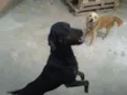 Ruskhy e Spaiky