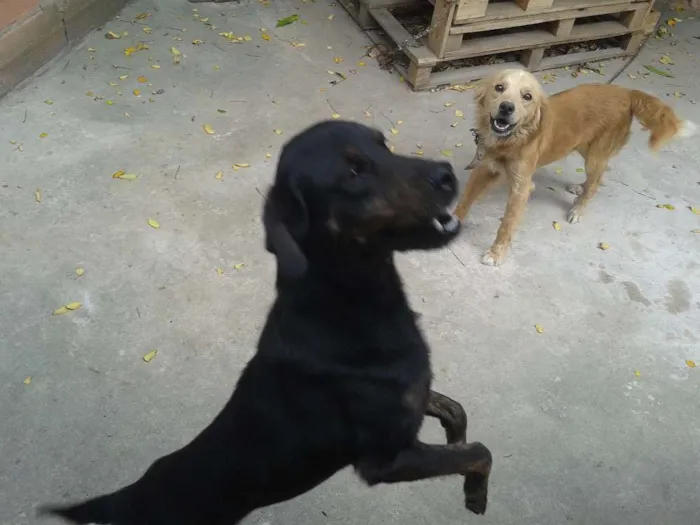 Cachorro raça Golden Retriever e Vira-lata. idade 6 ou mais anos nome Ruskhy e Spaiky